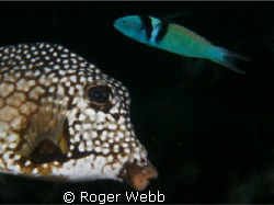 trunk fish by Roger Webb 